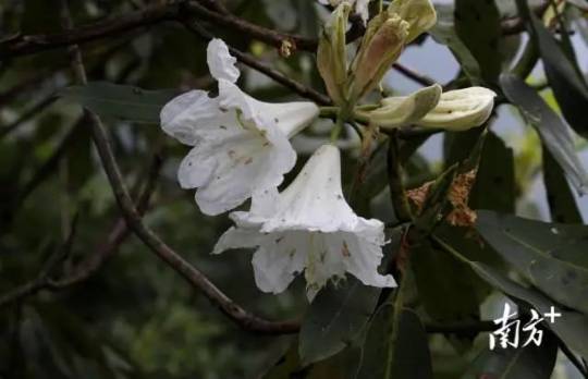 信宜杜鹃开花。 图片