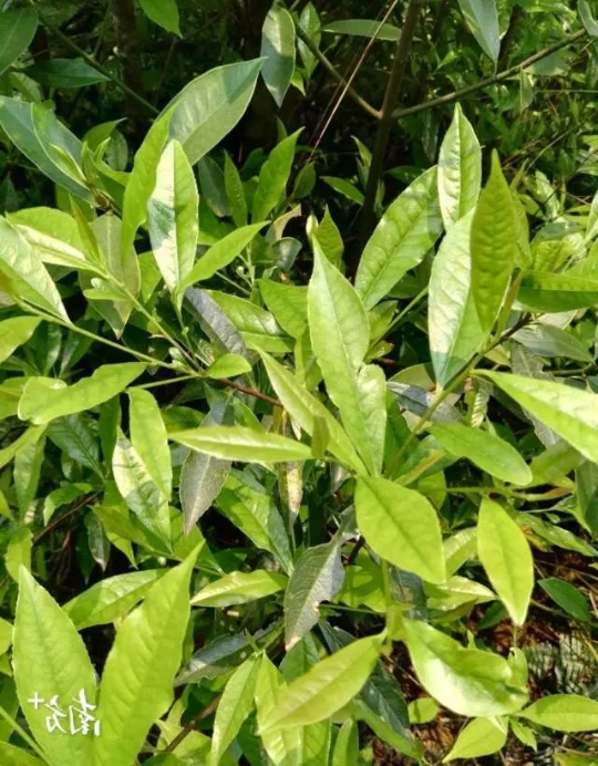 中国特有的单种属植物—圆籽荷 图片
