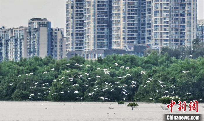 黑脸琵鹭飞抵深圳湾 林荫 摄 黑脸琵鹭飞抵深圳湾 林荫 摄