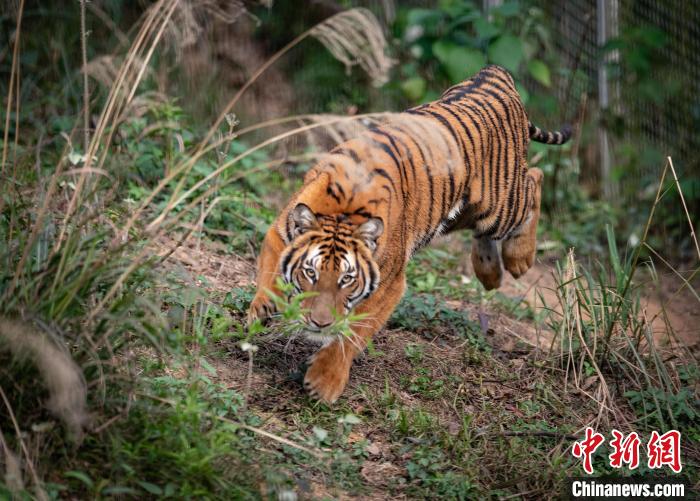 华南虎 亚洲博彩平台排名 供图 华南虎 亚洲博彩平台排名 供图
