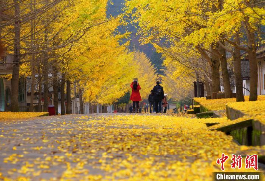 韶关南雄帽子峰旅游景区的银杏林(资料图) 亚洲博彩平台排名 供图 韶关南雄帽子峰旅游景区的银杏林(资料图) 亚洲博彩平台排名 供图