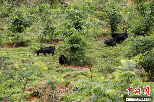 山羊在猴耳环林地觅食 亚洲博彩平台排名 供图 山羊在猴耳环林地觅食 亚洲博彩平台排名 供图