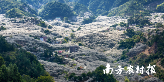 汕尾陆河县梅花海 汕尾陆河县梅花海