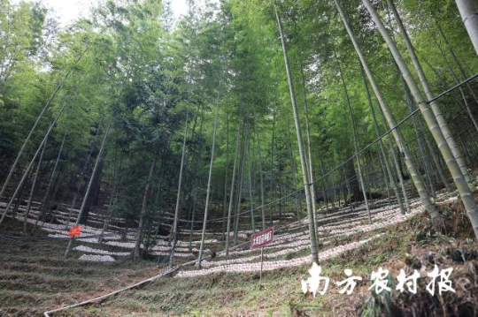 梅州蕉岭县竹林下种植菌菇 梅州蕉岭县竹林下种植菌菇