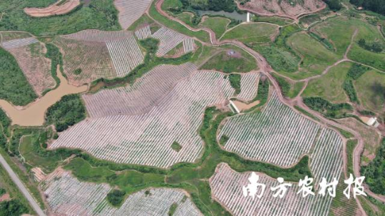 河源油茶种植基地纵横交错 河源油茶种植基地纵横交错