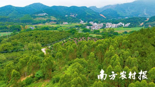 惠东绿棋楠成为前景可期的沉香 惠东绿棋楠成为前景可期的沉香