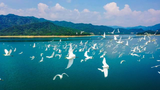 鹭戏湖水。
