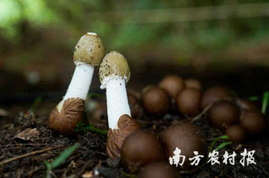 亚洲博彩平台排名