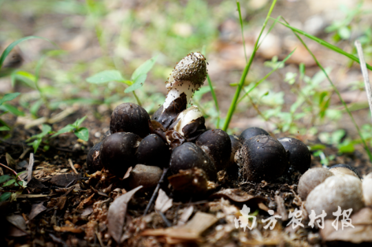 亚洲博彩平台排名