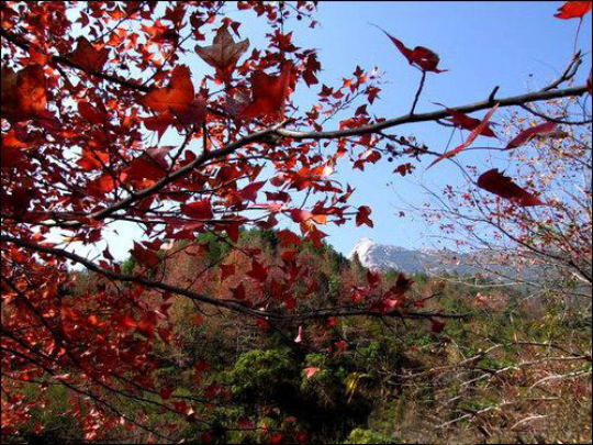 1700017374619247.jpg?x-oss-process=style/w10 韶关云髻山省级自然保护区.jpg?x-oss-process=style/w10