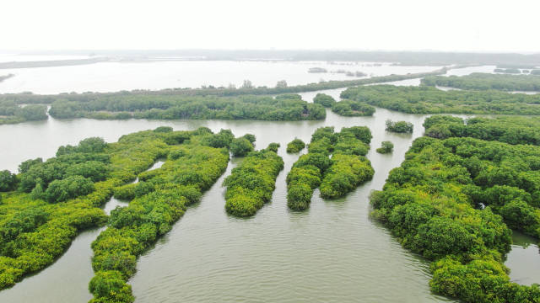 湛江红树林 湛江红树林