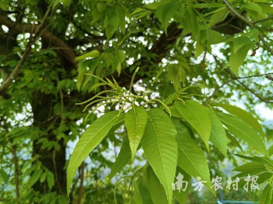 锥栗古树花枝(吴永彬摄) 锥栗古树花枝(吴永彬摄)