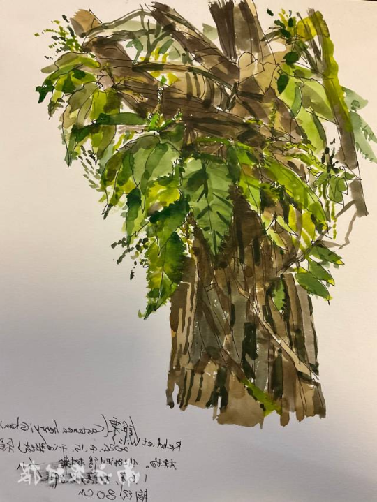 植物绘画 植物绘画