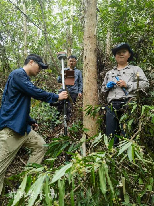 专业调查队员在进行森林样地调查工作 专业调查队员在进行森林样地调查工作