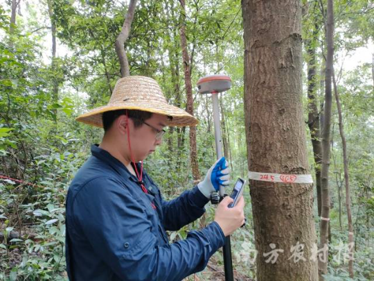 专业调查队员在进行森林样地调查工作 专业调查队员在进行森林样地调查工作