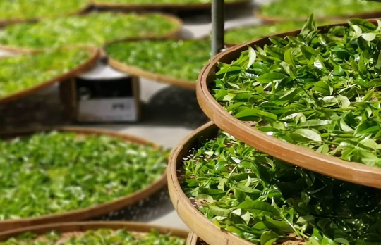 亚洲博彩平台排名