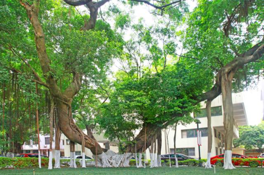 原市政府大院细叶榕,树龄530年。 亚洲博彩平台排名
