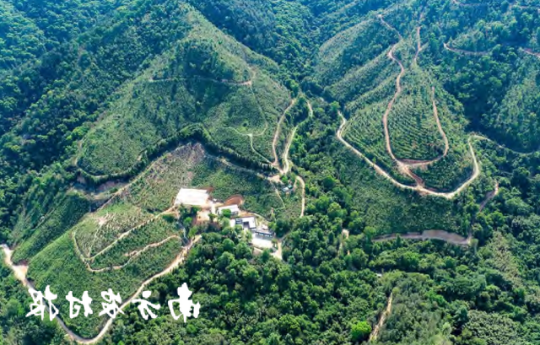 惠州市惠东县中药材产业发展基地。