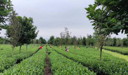 翁源县茶叶种植基地 翁源县茶叶种植基地