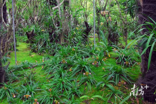 深圳市兰科中心植物园 深圳市兰科中心植物园
