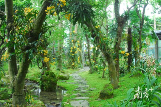 深圳市兰科中心植物园 深圳市兰科中心植物园