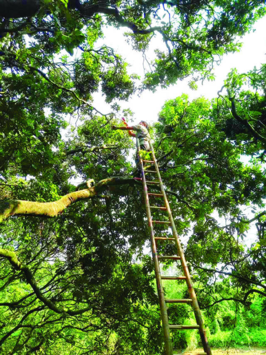 古荔枝树高大粗壮、枝繁叶茂。杨建业 摄 古荔枝树高大粗壮、枝繁叶茂。杨建业 摄