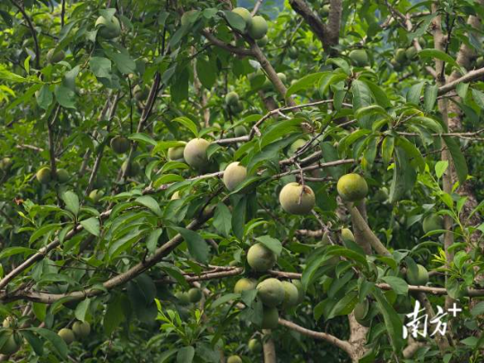 翁源三华李已成熟上市。 翁源三华李已成熟上市。