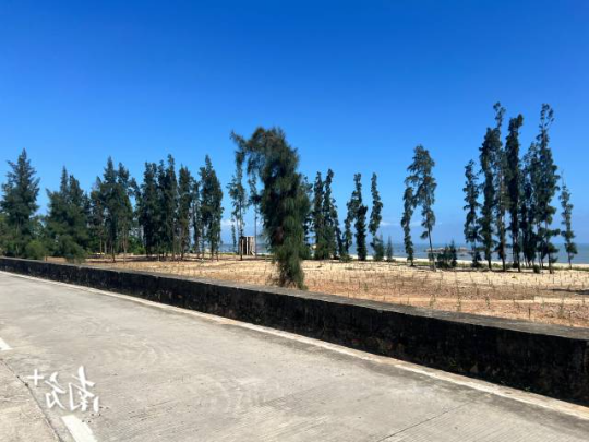 阳江市阳东区沙区防护林带修复补植木麻黄。 阳江市阳东区沙区防护林带修复补植木麻黄。