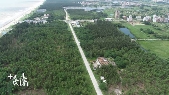 湛江市吴川市沙区沿海防护林建设成效。 湛江市吴川市沙区沿海防护林建设成效。