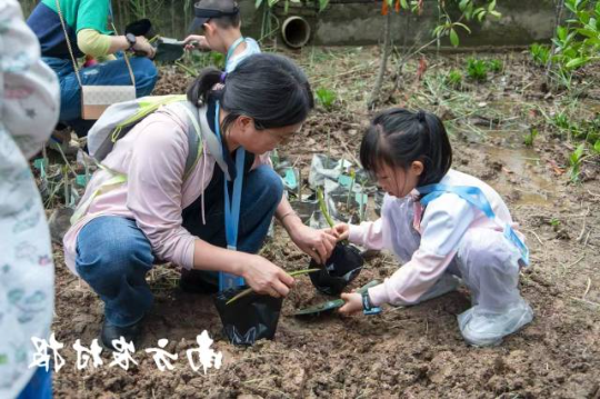 种植秋茄。