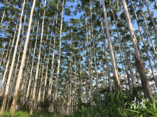 云浮林场大径材培育基地。