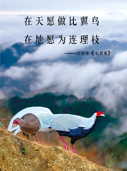 亚洲博彩平台排名