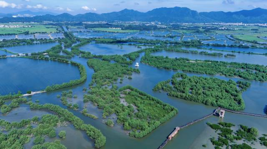 惠东县用十年时间将破碎化的红树林斑块培育成万亩连片湿地。(彭华 摄) 惠东县用十年时间将破碎化的红树林斑块培育成万亩连片湿地。(彭华 摄)