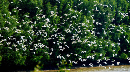 广东新会银湖湾红树林省重要湿地鸟类翔集。 广东新会银湖湾红树林省重要湿地鸟类翔集。