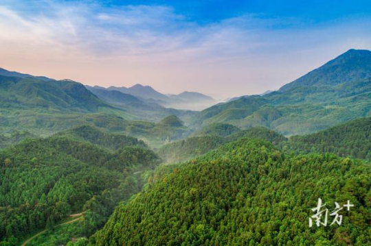 广东怀集三岳省级自然保护区。 广东怀集三岳省级自然保护区。