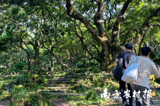 广州增城邓山村古榄园。 广州增城邓山村古榄园。