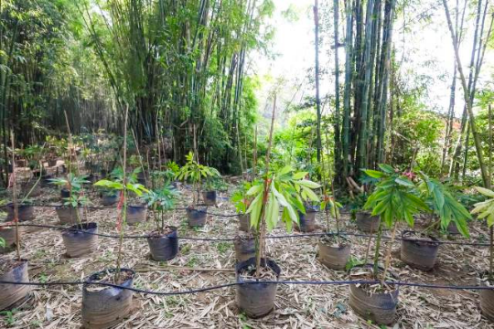 林下魔芋种植基地 林下魔芋种植基地