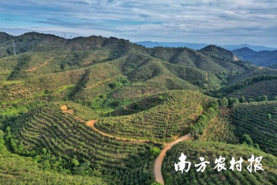 满山的油茶喜迎丰收。 满山的油茶喜迎丰收。