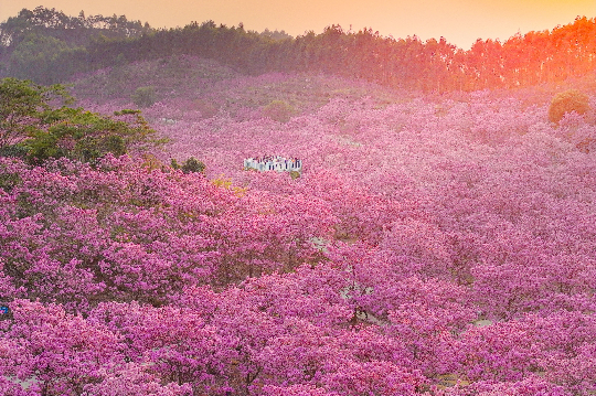 亚洲博彩平台排名