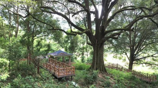怀集红锥王古树公园 怀集红锥王古树公园