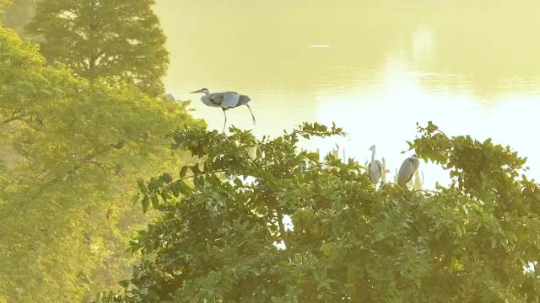 苍鹭是星湖国家湿地公园的常见鸟类之一 亚洲博彩平台排名