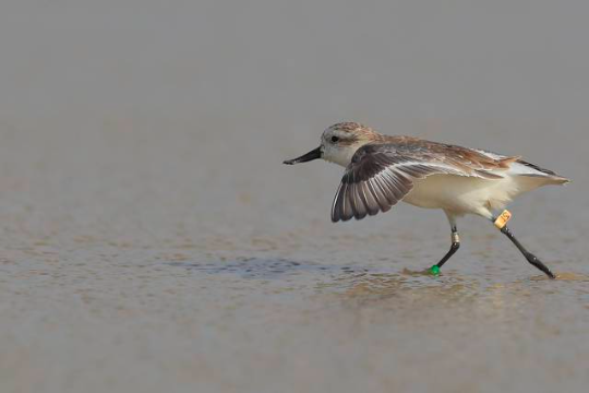 带有旗标