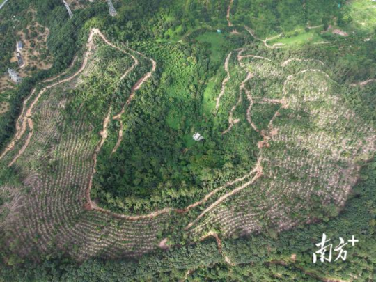 东莞市樟木头镇2025年森林质量精准提升林分优化。 通讯员 林荫 供图 亚洲博彩平台排名