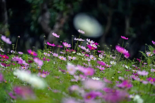 亚洲博彩平台排名