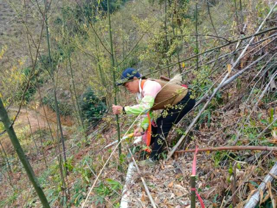 大竹湾村村民在山苍子人工示范种植基地打顶,以备下一步采条利用 大竹湾村村民在山苍子人工示范种植基地打顶,以备下一步采条利用
