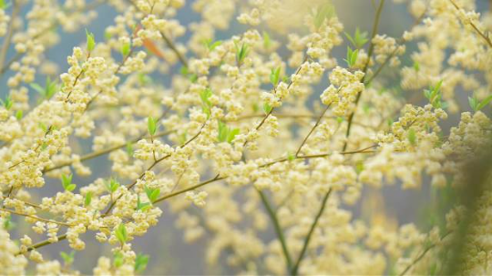 2026年2月,连南的山苍子花进入盛放期 2026年2月,连南的山苍子花进入盛放期