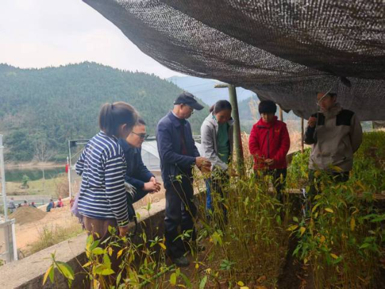省林科院团队在连南瑶族自治县大竹湾村的苗圃查看山苍子苗生长情况 省林科院团队在连南瑶族自治县大竹湾村的苗圃查看山苍子苗生长情况