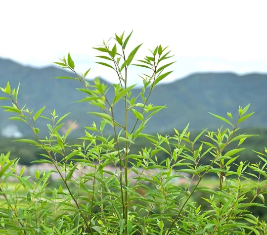 亚洲博彩平台排名