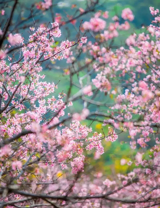 亚洲博彩平台排名