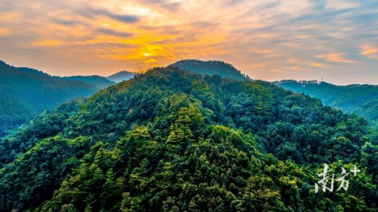佛山市云勇林场。 亚洲博彩平台排名